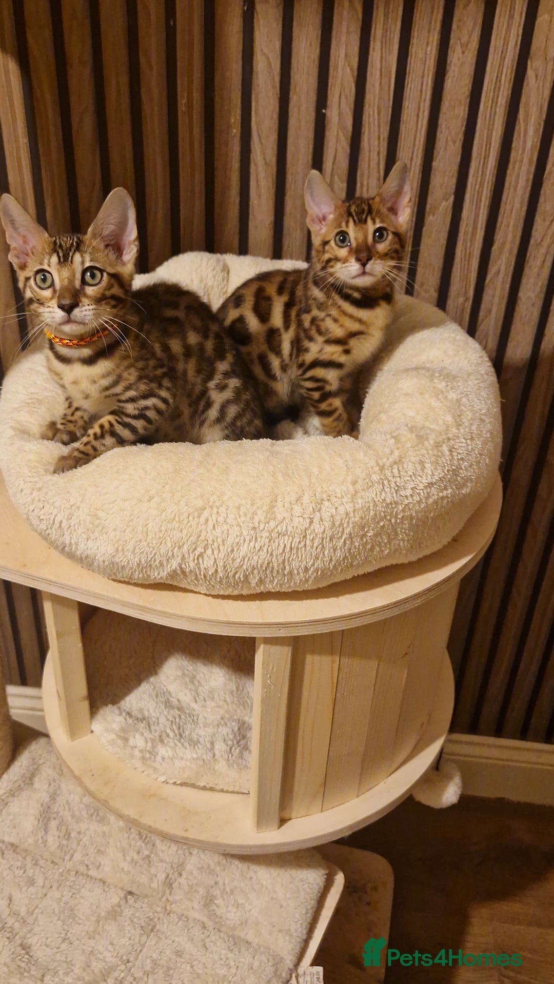 Bengal cats for sale: Beutifull kittens❤️ - Advert 8