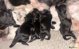 Shihpoo dogs for sale: Gorgeous Toy Shihpoo puppies - Image 2