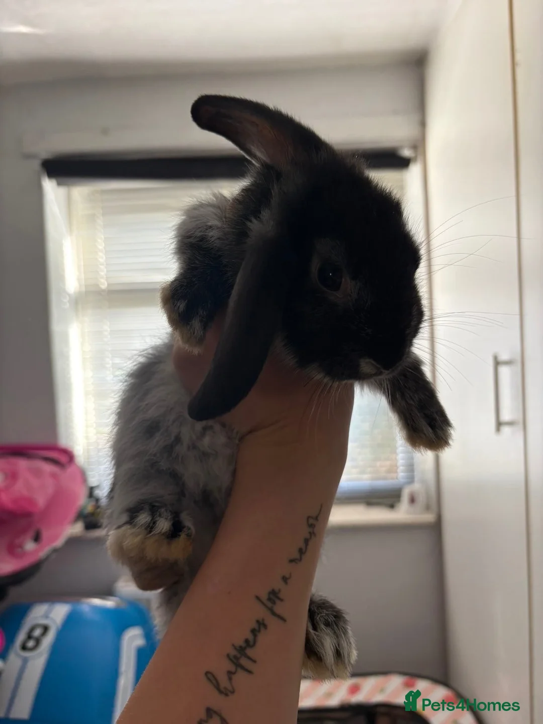 Mini Lop rabbits for sale: X2 Male mini lop - Advert 9