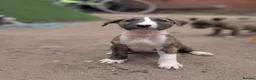 English Bull Terrier dogs for sale: Working and Sporting English Bull Terriers  - Advert 8