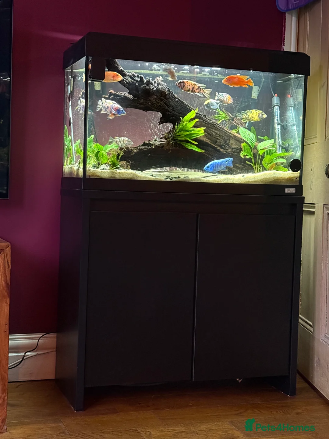 Cichlids fish for sale: Peacock Cichlid male tank set up - Advert 1