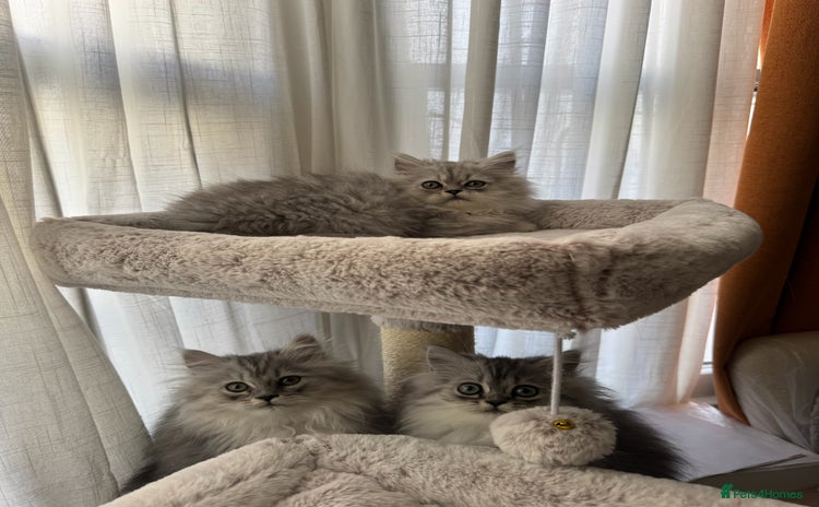 Persian cats - Advert 6