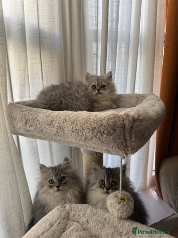 Persian cats - Advert 15