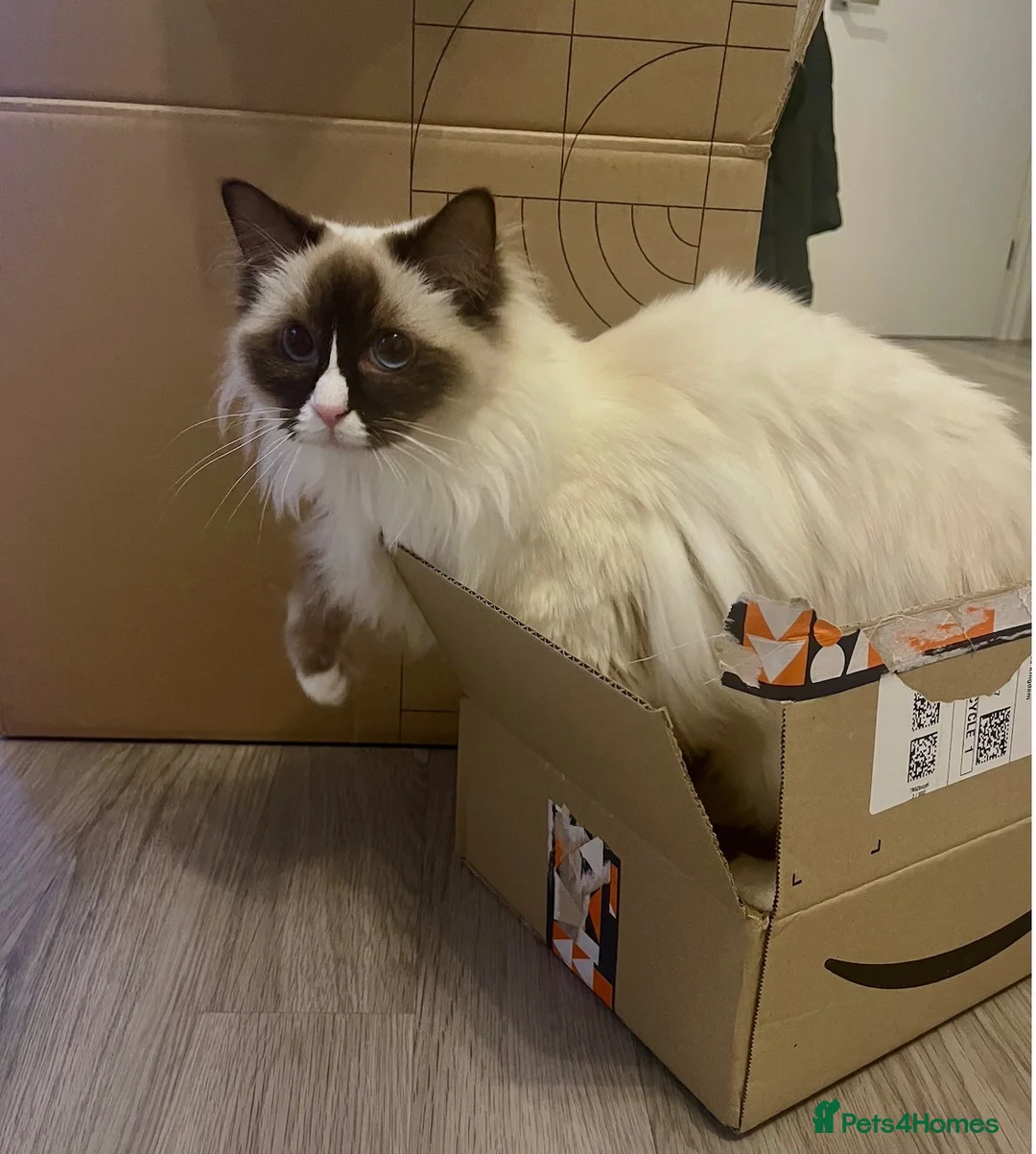 Ragdoll cats for sale: Unspayed Female Ragdoll 2yrs old in Chelmsford - Advert 2