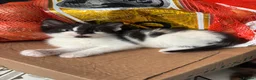 Mixed Breed cats for sale: *Ready to leave* black and white kitten - Advert 5