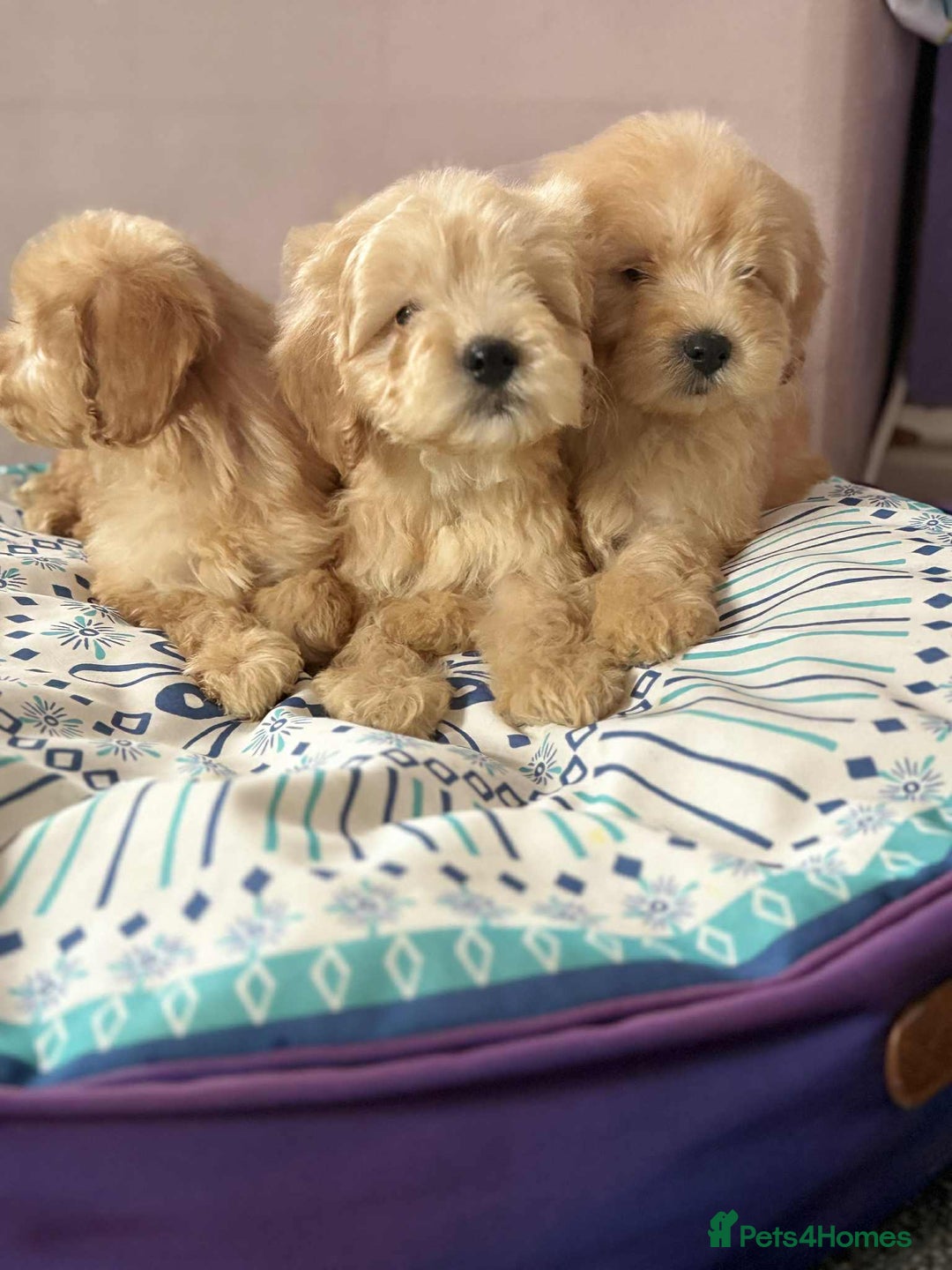 Cockapoo dogs for sale: Outstanding puppies  - Image 7
