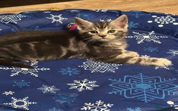 Maine Coon cats for sale: Maine Coon X - Image 8