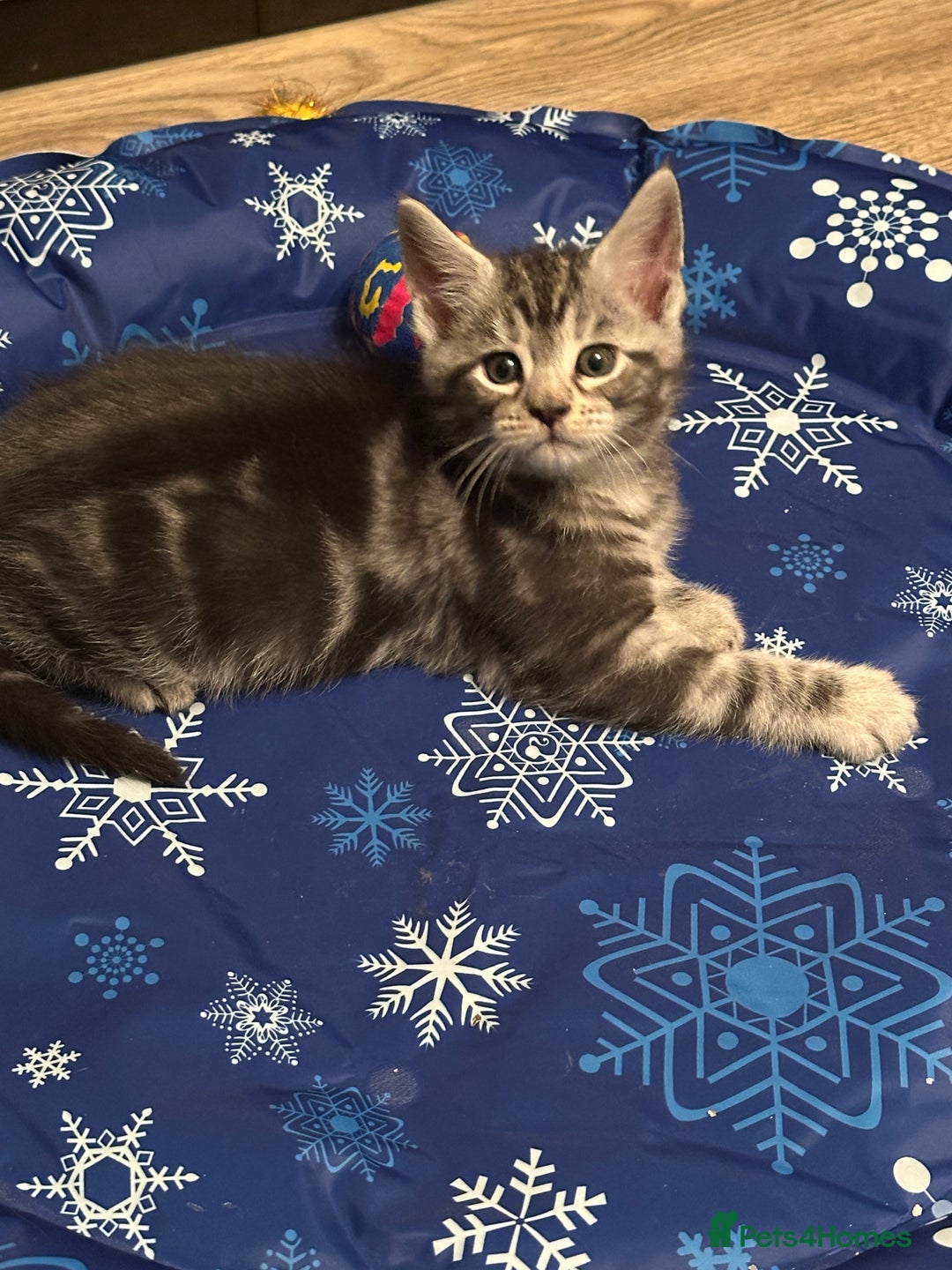 Maine Coon cats for sale: Maine Coon X - Image 8