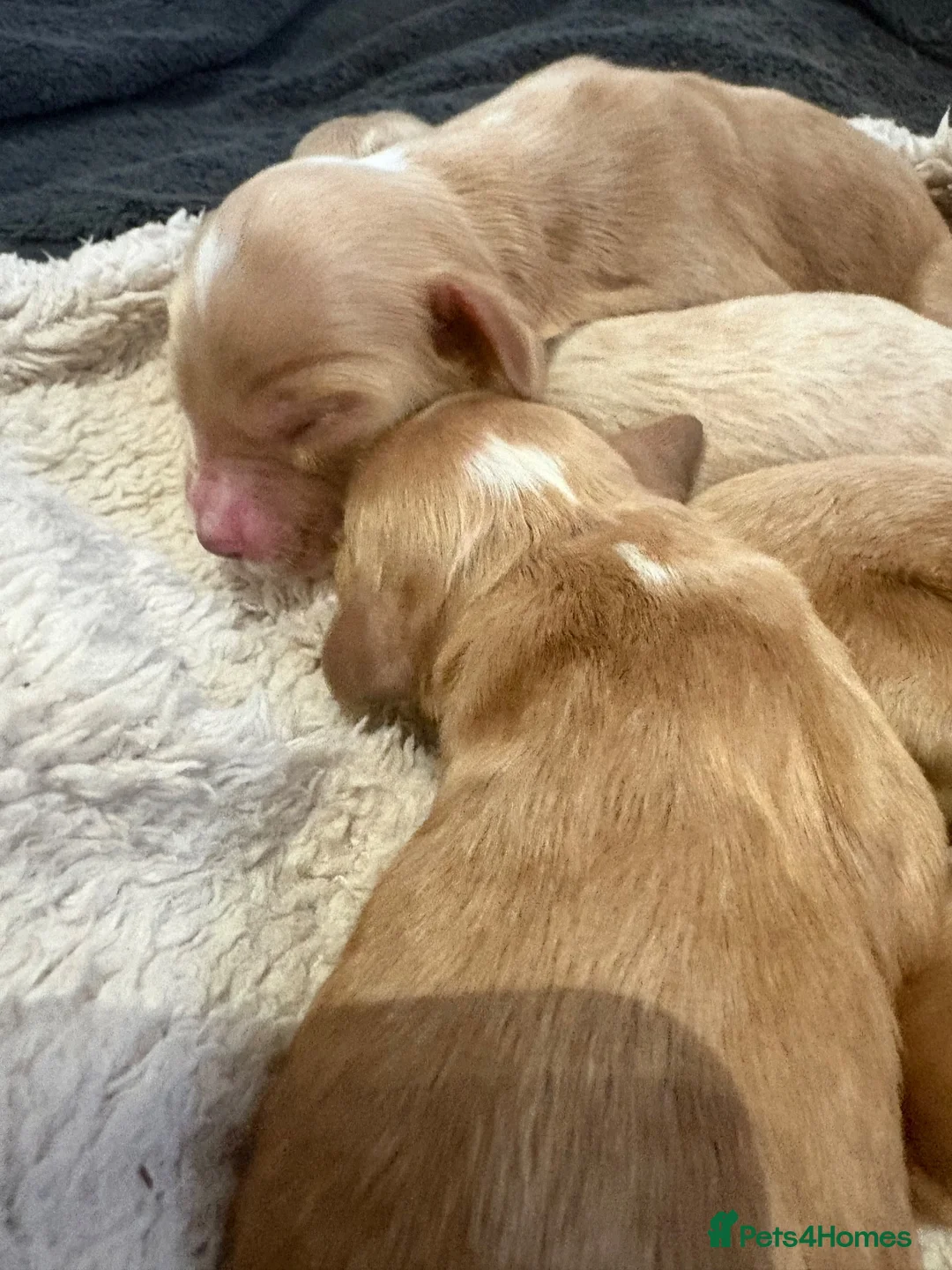 Cockapoo dogs for sale: Gorgeous cockapoo pups, F1 Ready December 15th in Falkirk - Advert 4
