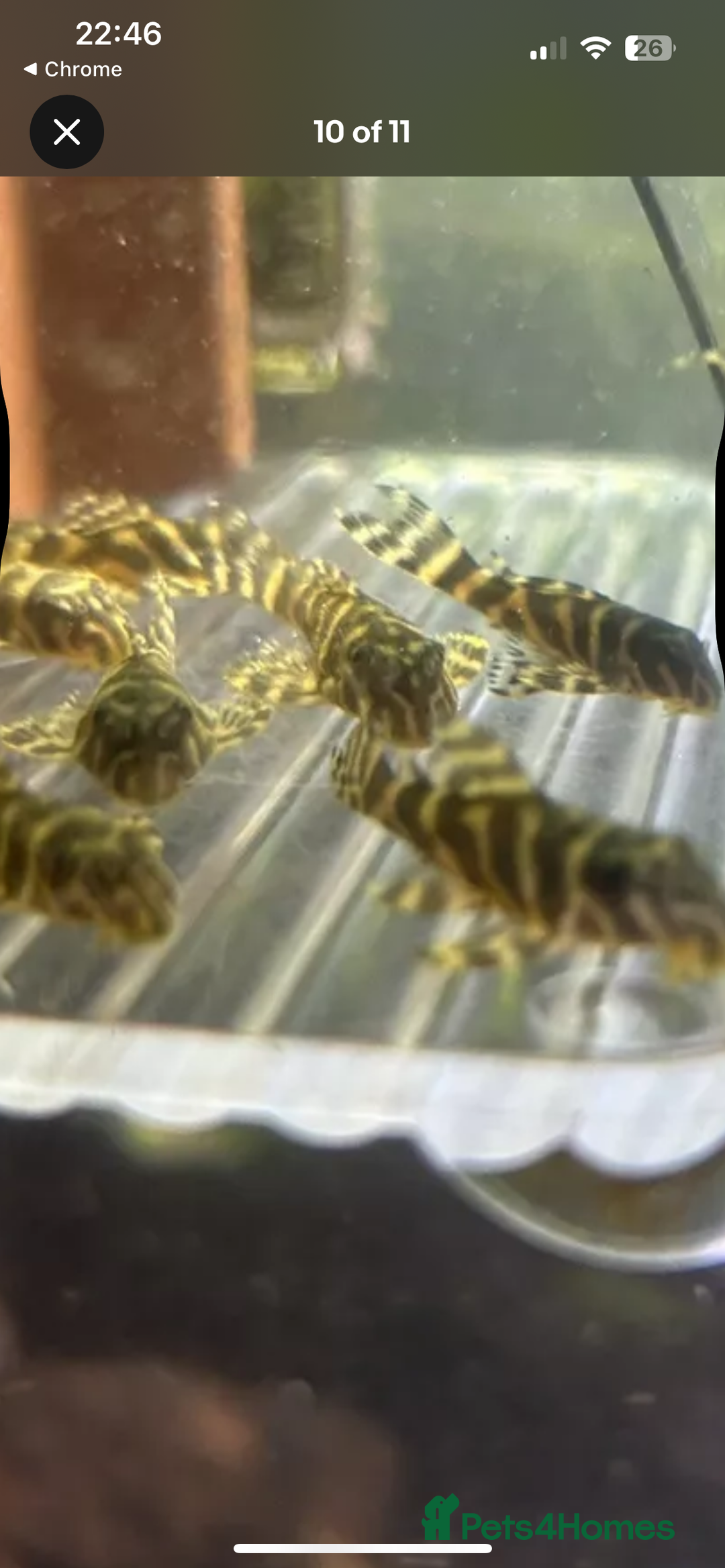 Plecos fish for sale: L333 Goldlines 1” Pleco - Advert 4