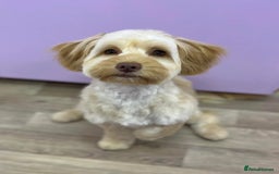 Sproodle dogs for sale: Gorgeous Sproodle Puppies - Image 11