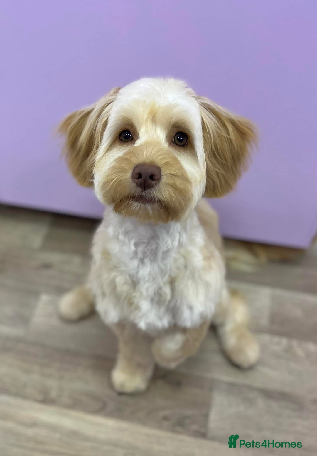 Sproodle dogs for sale: Gorgeous Sproodle Puppies - Image 11