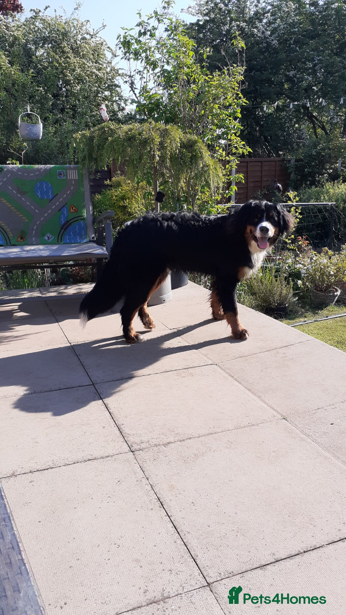 Bernese Mountain Dog dogs Ziggy - Advert 2