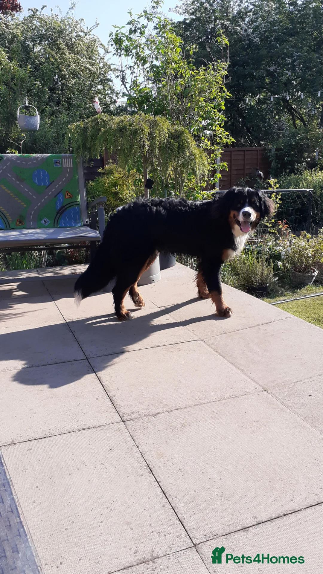 Bernese Mountain Dog dogs for sale: Ziggy in Rugeley - Advert 1