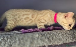 Bengal cats for sale: TICA Champion Bengal Kittens  - Image 19