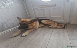 German Shepherd dogs for sale: German Shepherd  - Image 4
