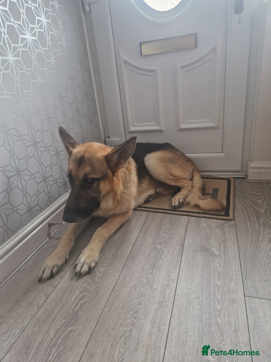 German Shepherd dogs for sale: German Shepherd  - Image 4