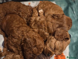 Cavapoo dogs 1 boy remaining looking for his 🏡 - Advert 1