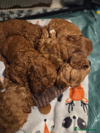 Cavapoo dogs 1 boy remaining looking for his 🏡 - Advert 2