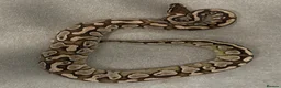 Python Snake reptiles for sale: Various Ball Pythons for sale - Advert 4