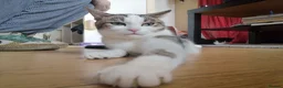 Mixed Breed cats for sale: 2 Beautiful kittens for sale - Advert 9