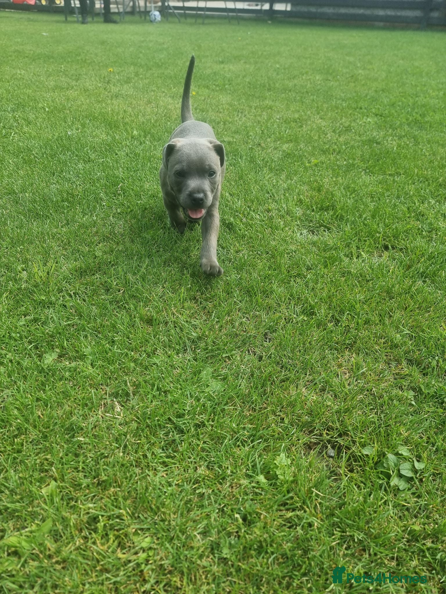 Staffordshire Bull Terrier dogs Staffordshire bull terrier blue kc reg full ped - Advert 2