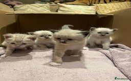 Ragdoll cats for sale: Adorable Ragdoll X Snow Bengal Kittens - Advert 1