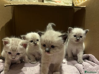 Ragdoll cats for sale: Adorable Ragdoll X Snow Bengal Kittens - Advert 1