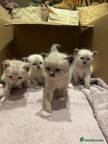 Ragdoll cats Adorable Ragdoll X Snow Bengal Kittens - Advert 1