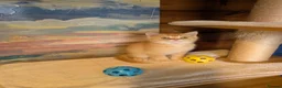 Scottish Fold cats for sale: ⭐ Ready Now Scottish straight kittens  ⭐ - Advert 11