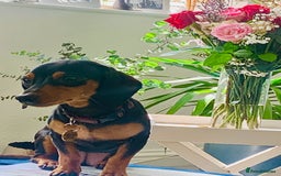 Mixed Breed dogs for sale: Miniature Dacshund/Miniature Yorkie ❤️❤️❤️ - Image 29