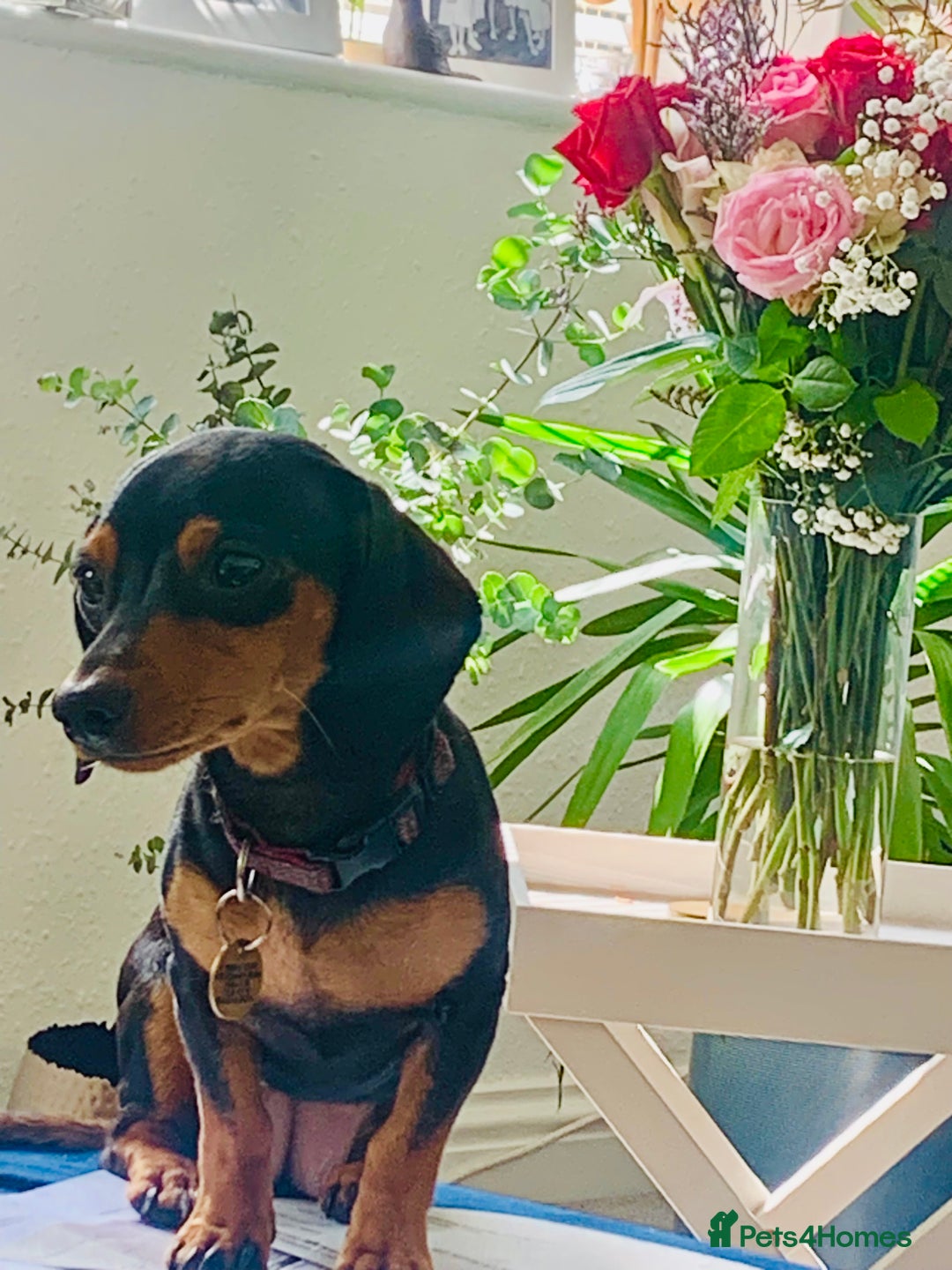 Mixed Breed dogs for sale: Miniature Dacshund/Miniature Yorkie ❤️❤️❤️ - Image 29