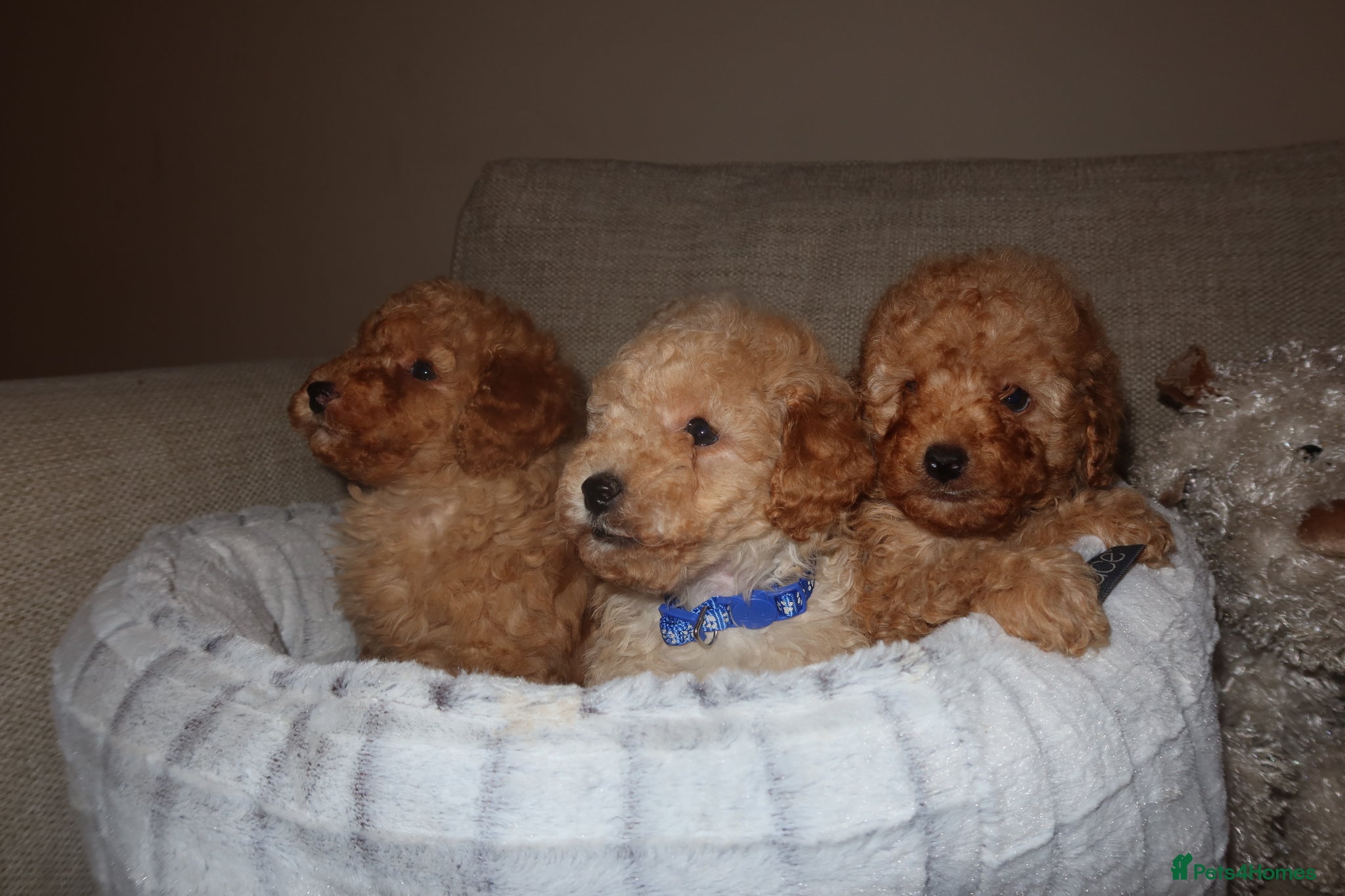 Cavapoo dogs Cavapoo fantastic! Playful beautiful puppies  - Advert 1