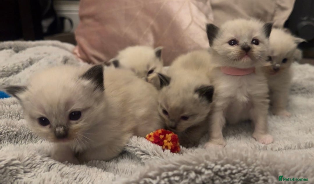 Ragdoll cats for sale: Dreamy Purebred Ragdoll Kittens - Advert 6