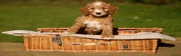 Goldendoodle dogs for stud: Red & White Parti Fully HealthTested Goldendoodle - Advert 14