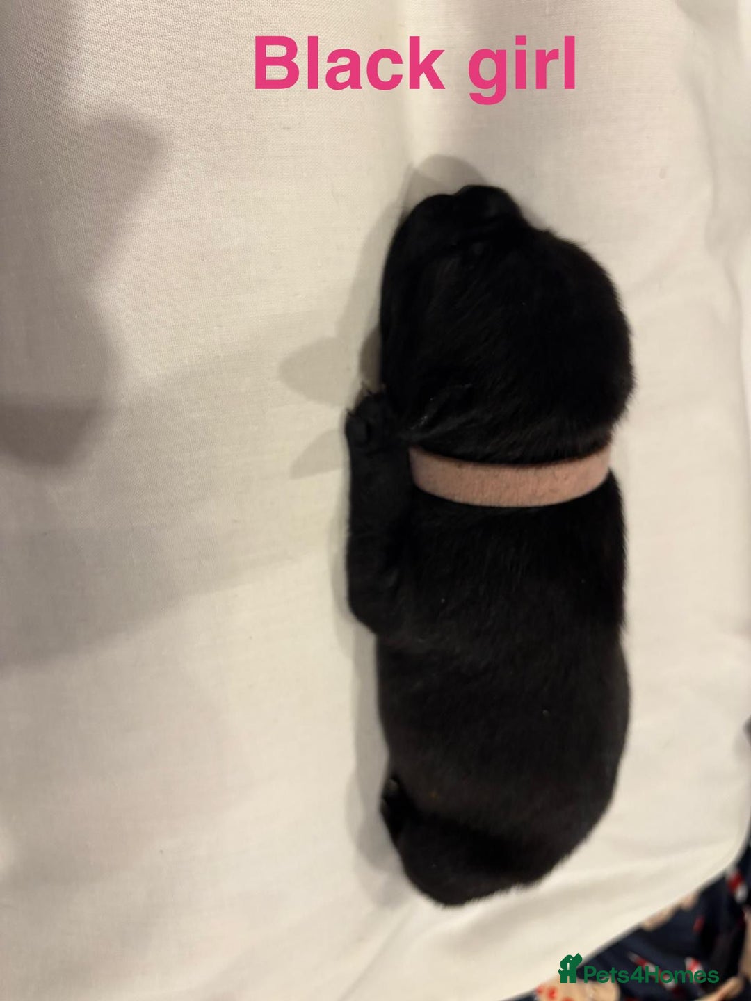 Staffordshire Bull Terrier dogs for sale: Champion Bloodline Stafforshire Bull Terrier Pups - Advert 9