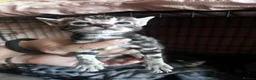 Bengal cats for sale: Bengal kittens for sale  - Advert 8