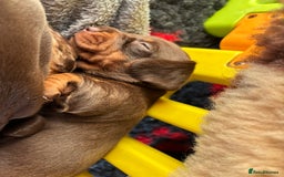 Miniature Dachshund dogs for sale: Kc miniature Dachshunds 2  girls  left  - Image 21