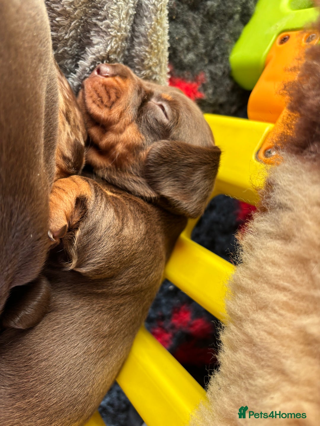 Miniature Dachshund dogs for sale: Kc miniature Dachshunds 2  girls  left  - Image 21