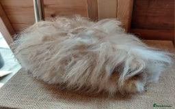 Guinea Pig rodents for sale: Male guinea pigs  - Image 2