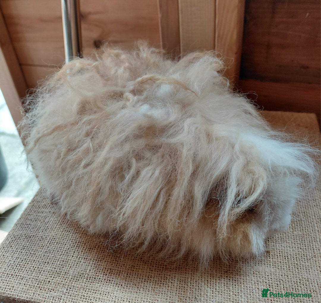 Guinea Pig rodents for sale: Male guinea pigs  - Image 2