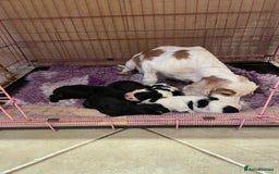 Cocker Spaniel dogs for sale: Beautiful show cocker spaniel babies - Image 5