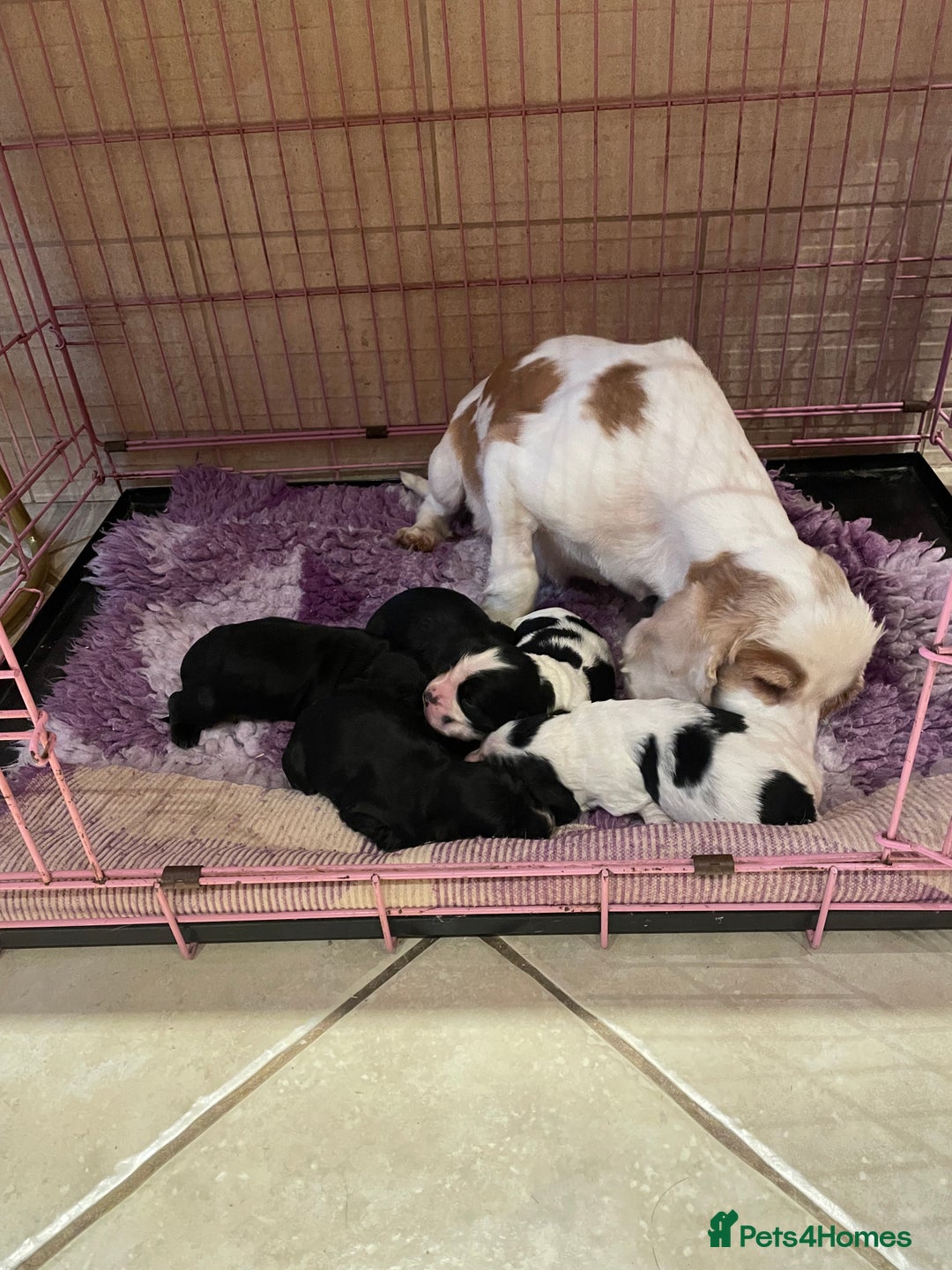 Cocker Spaniel dogs for sale: Beautiful show cocker spaniel babies - Image 5