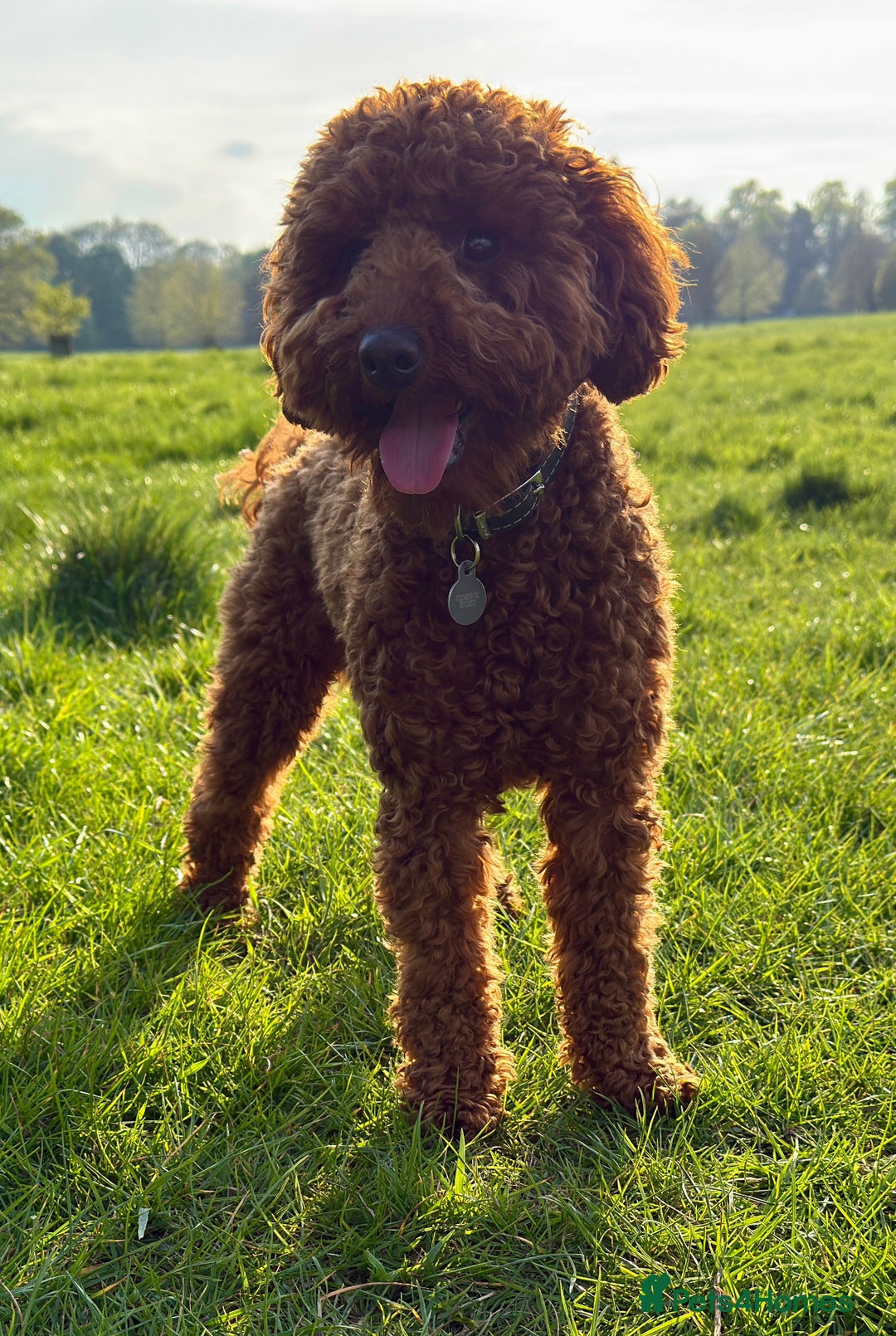 Miniature Poodle dogs for sale: Miniature/toy poodle 1 year old boy (Otis)  - Image 10
