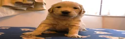 Golden Retriever dogs for sale: Beautiful Golden Retriever Puppies - Advert 11
