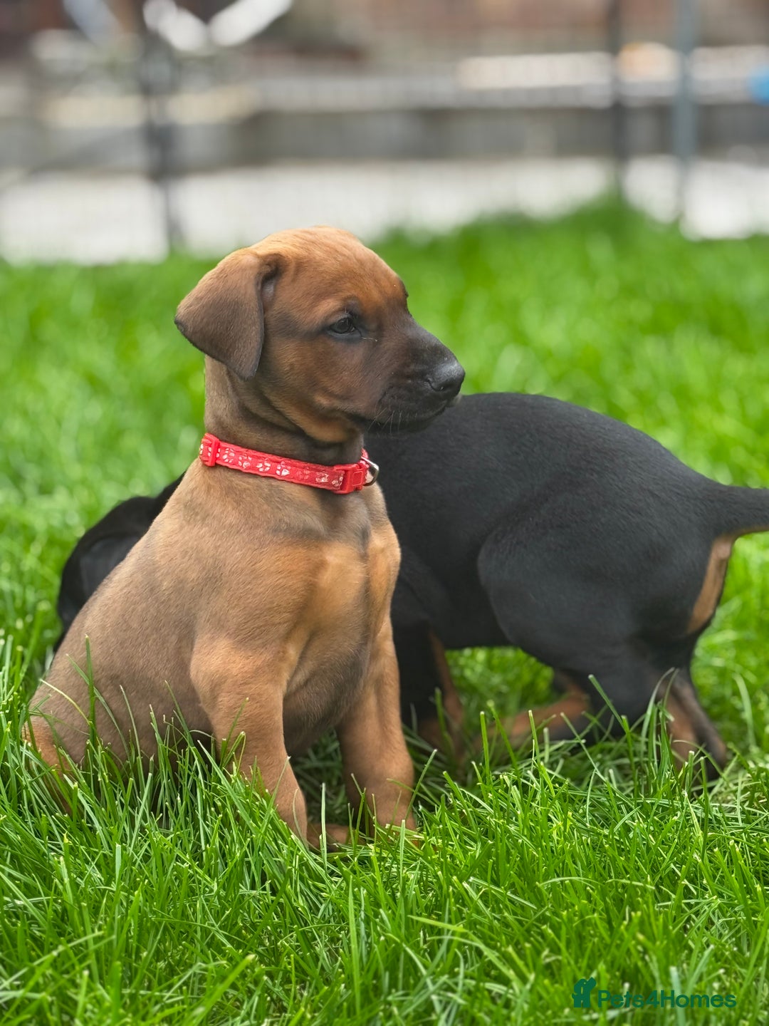 Dobermann dogs for sale: F1b Working dobermanns  - Image 5