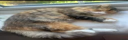 Persian cats for sale: Persian X Domestic Longhair Kittens for sale  - Advert 5