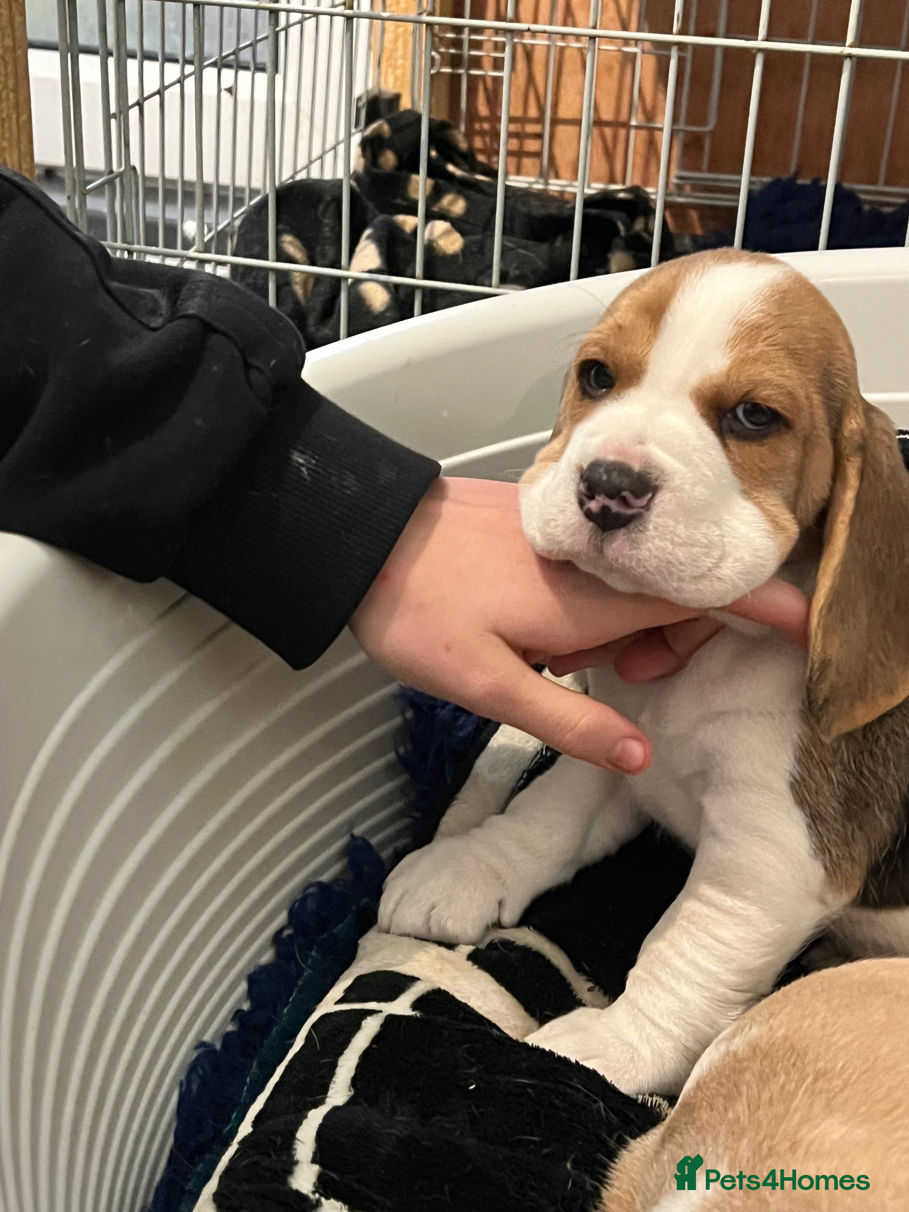 Beagle dogs Kc beagle puppies  - Advert 1