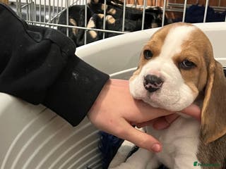 Beagle dogs Kc beagle puppies - Advert 15