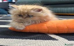 Persian cats for sale: Pedigree Persian Kittens ready to be rehomed - Image 7